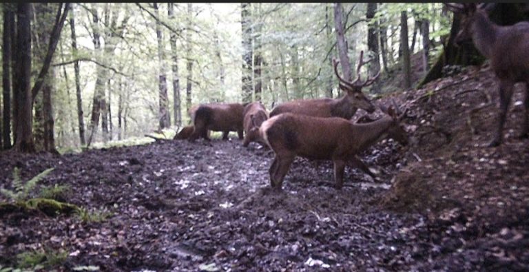 ویدئو/ ثبت تصاویری کم نظیر از گله مرالهای نر در دل جنگلهای هیرکانی گیلان
