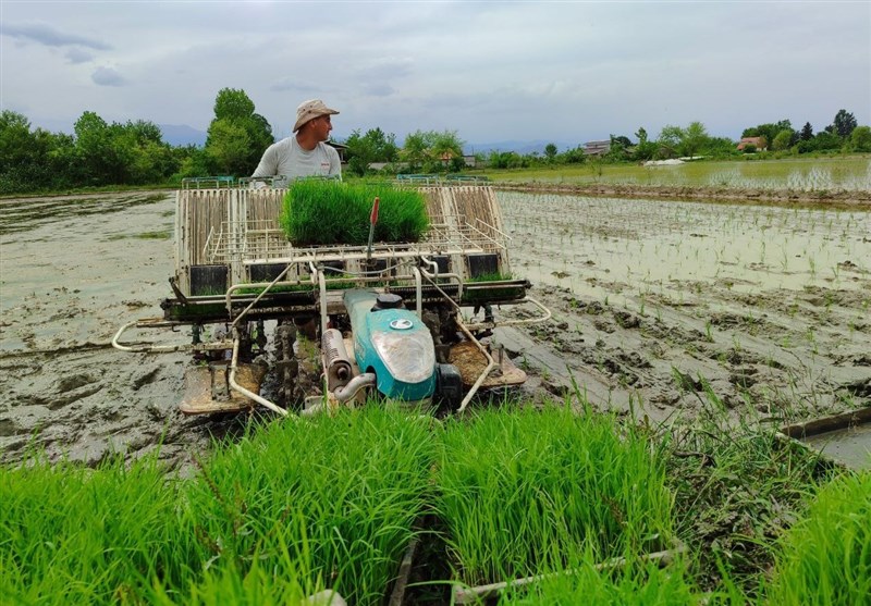 گام بلند ایران به سوی خودکفایی برنج