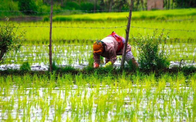 نبرد نابرابر شالیکاران با واردات، خشکسالی و تغییر کاربری