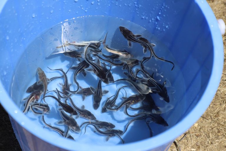 نخستین رهاسازی ماهی خاویاری «شیب» پس از ۱۵ سال تحقیق در رودخانه سپیدرود