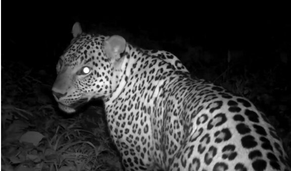 تصویر برداری از پلنگ ایرانی در جنگلهای هیرکانی املش