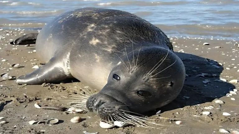 لاشه‌های فوک خزری نشانه چیست؟ / مرگ دریای کاسپین یعنی مرگ جنگل‌های هیرکانی