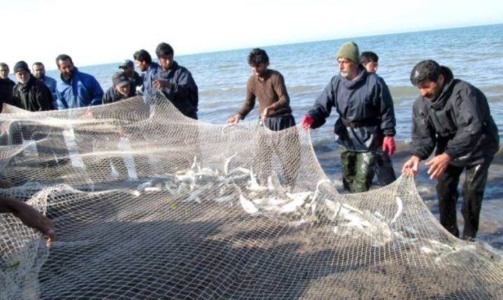 صید ۷۰ تن ماهی استخوانی در دریای خزر