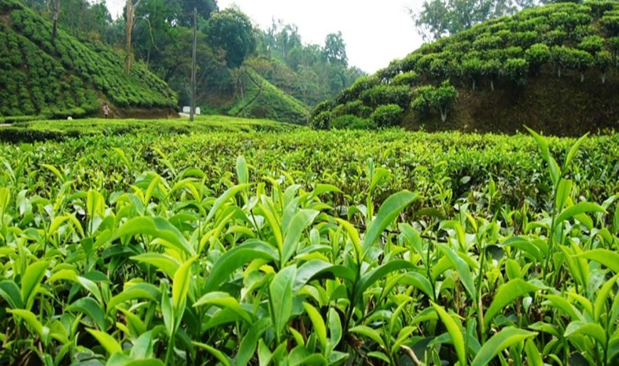 آغاز پرداخت تسهیلات کم بهره به چایکاران و کارخانه داران چایسازی شمال کشور