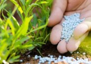 نوغانداران برای دریافت سهمیه کود اقدام کنند