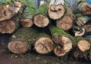 کشف ۲۷ تن چوب جنگلی قاچاق در سیاهکل