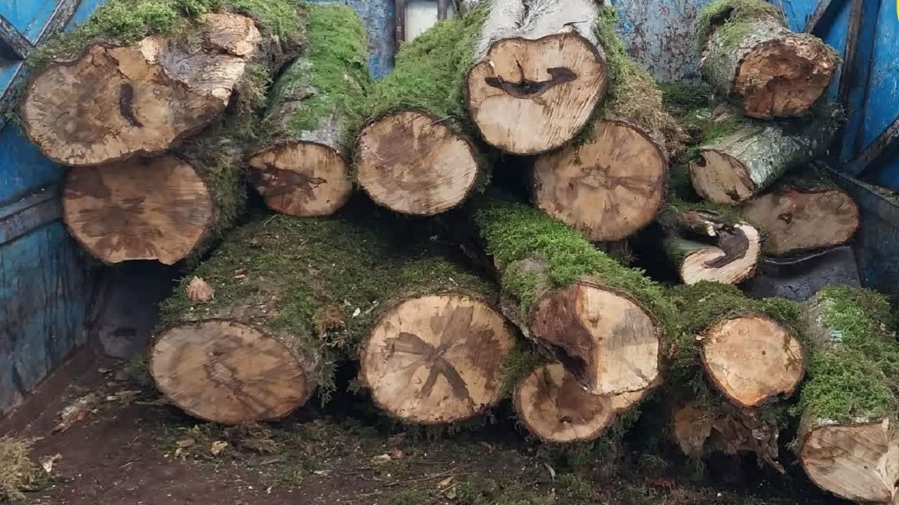 کشف ۲۷ تن چوب جنگلی قاچاق در سیاهکل