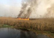 حداقل ۶ هکتار از تالاب انزلی در محدوده سنگاچین طعمه آتش شد