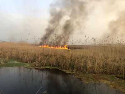 حداقل ۶ هکتار از تالاب انزلی در محدوده سنگاچین طعمه آتش شد