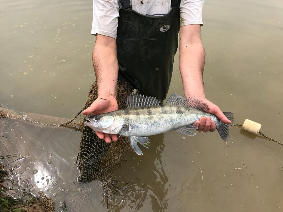 تولید موفقیتآمیز ماهیان مولد «سوف» برای اولین بار در سیاهکل